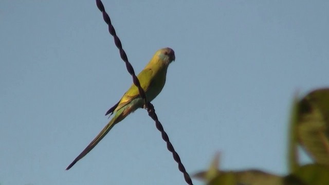 Hooded Parrot - ML200903541