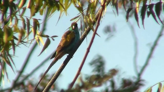 Hooded Parrot - ML200903551