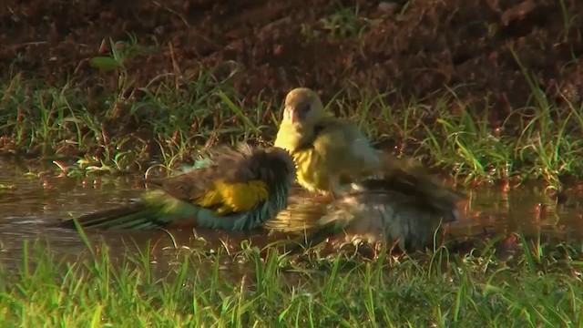 Hooded Parrot - ML200903581