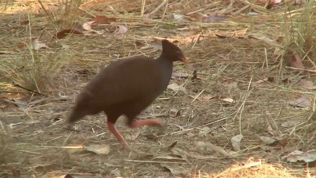 Rotbein-Großfußhuhn - ML200903621