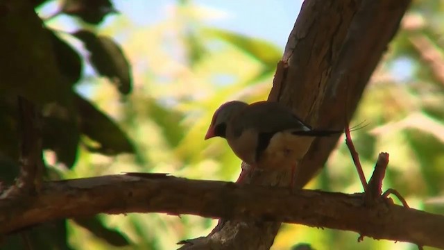 Long-tailed Finch - ML200903651