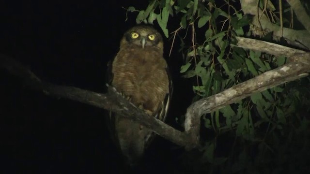 Rufous Owl - ML200903661