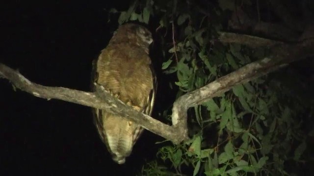 Rufous Owl - ML200903671