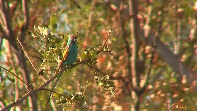 Hooded Parrot - ML200903681