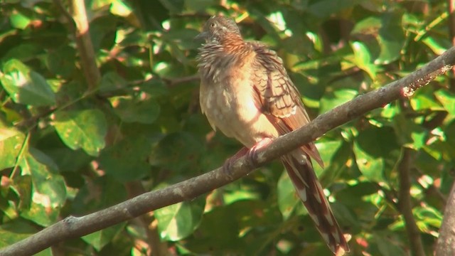 Bar-shouldered Dove - ML200903721