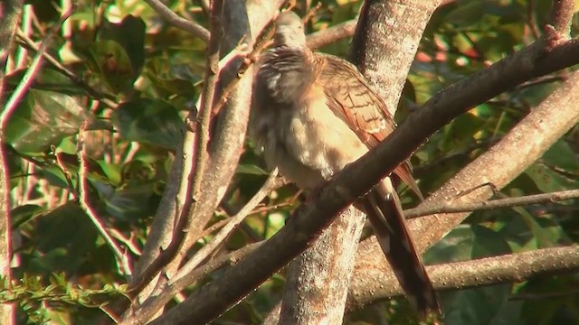 Bar-shouldered Dove - ML200903731