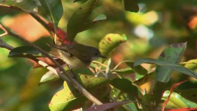 Green-backed Gerygone - ML200903771