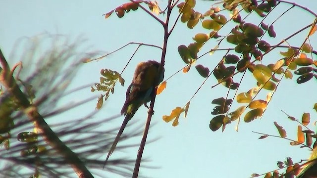 Hooded Parrot - ML200903791