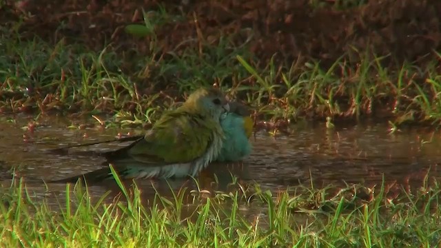 Hooded Parrot - ML200903801