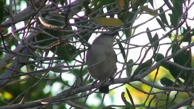 Gray Whistler (Brown) - ML200903811