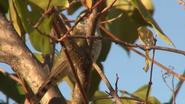 Little Bronze-Cuckoo (Little) - ML200903821