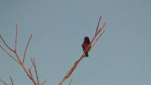 Red-headed Myzomela - ML200903831