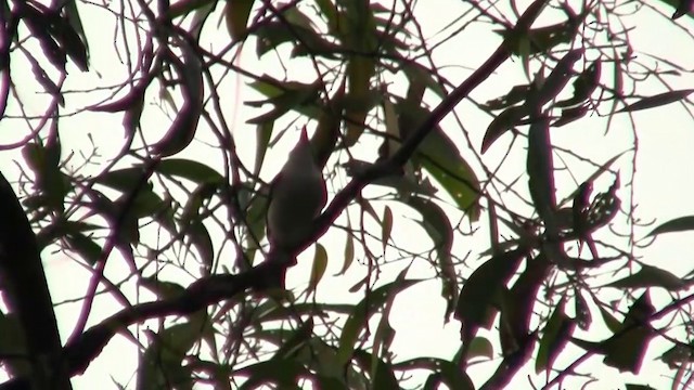 Paperbark Flycatcher - ML200903841