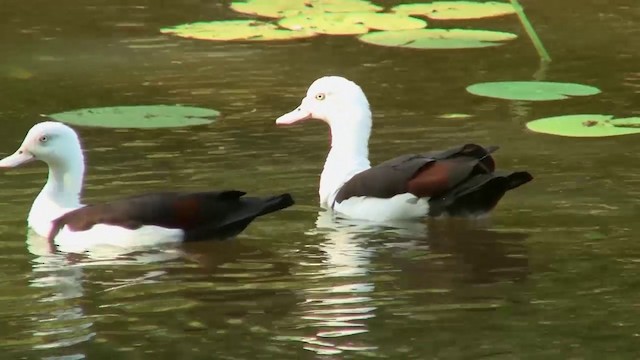 Radjah Shelduck - ML200903861