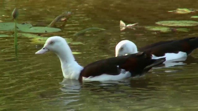 Radjah Shelduck - ML200903871