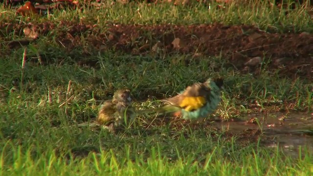 Hooded Parrot - ML200903891