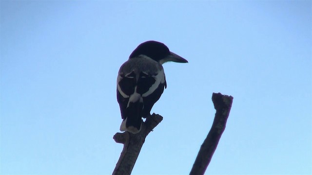 Silver-backed Butcherbird - ML200903901