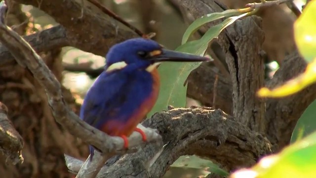 Azure Kingfisher - ML200903961