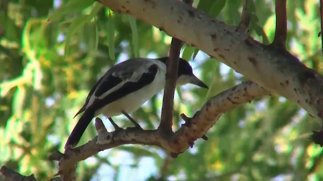 Silver-backed Butcherbird - ML200903971