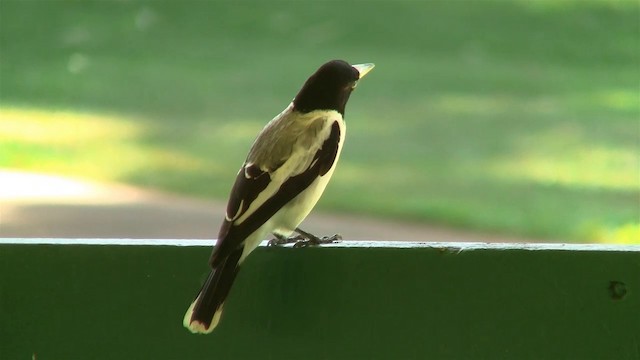 Silver-backed Butcherbird - ML200903981