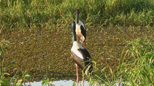 Black-necked Stork - ML200904001