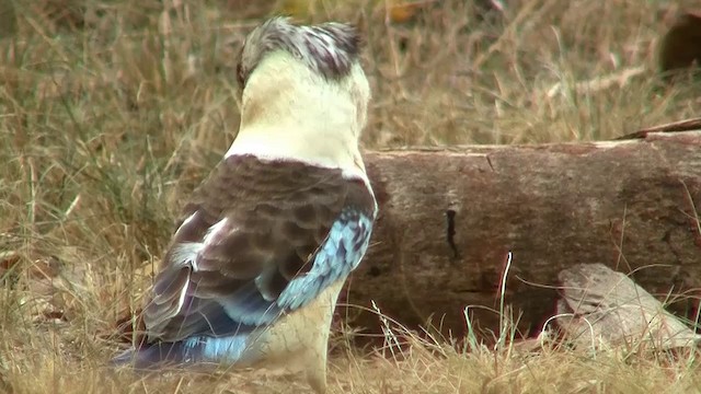 Blue-winged Kookaburra - ML200904021