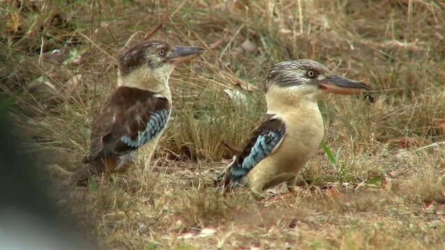 Blue-winged Kookaburra - ML200904031