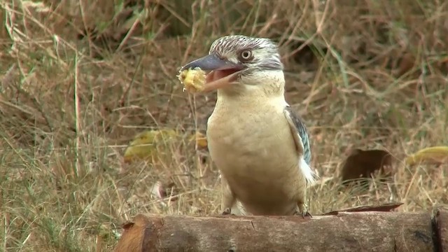 Blue-winged Kookaburra - ML200904041