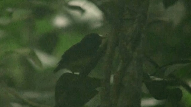 White-fronted Manakin - ML200904061