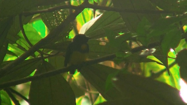 White-fronted Manakin - ML200904071