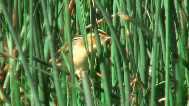 Aquatic Warbler - ML200904101