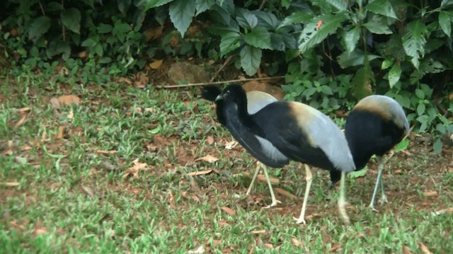 Gray-winged Trumpeter (Gray-winged) - ML200904121