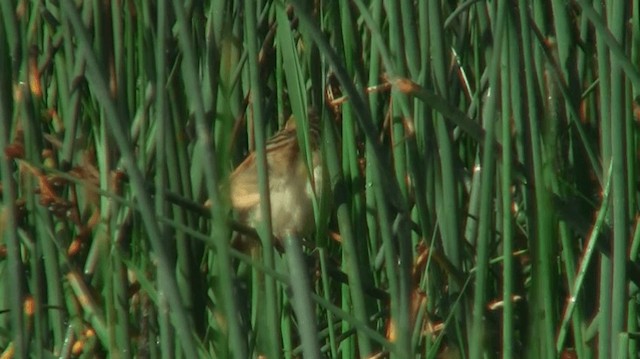 Aquatic Warbler - ML200904161