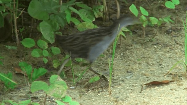 Ash-throated Crake - ML200904181