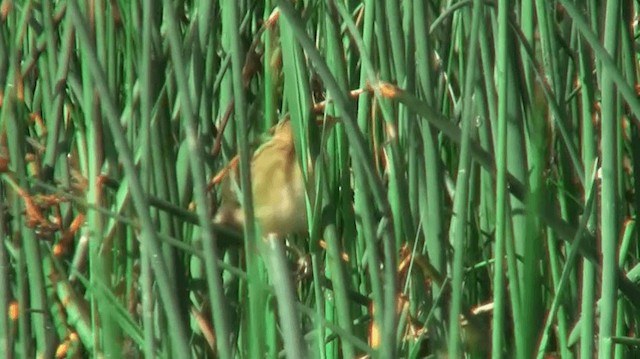 Aquatic Warbler - ML200904251