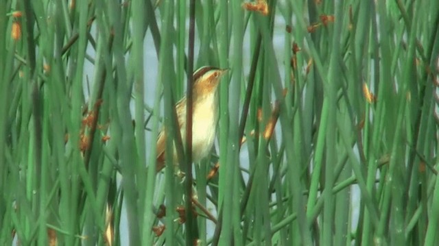 Aquatic Warbler - ML200904261