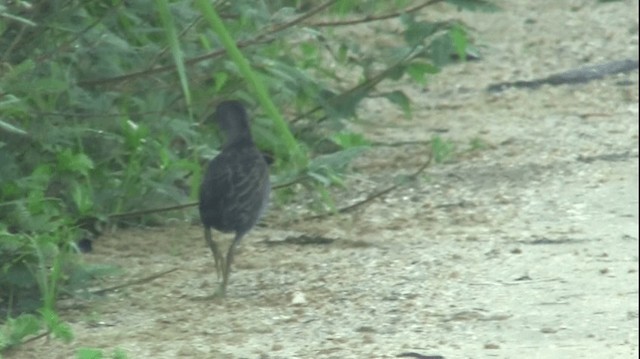 Ash-throated Crake - ML200904271