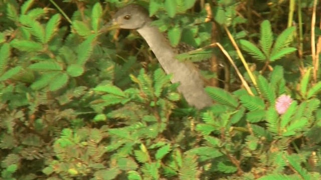 Ash-throated Crake - ML200904281