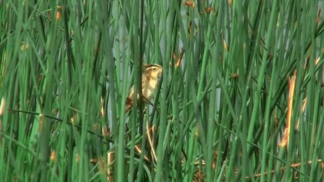 Aquatic Warbler - ML200904361