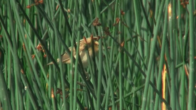 Aquatic Warbler - ML200904371