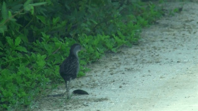 Ash-throated Crake - ML200904381