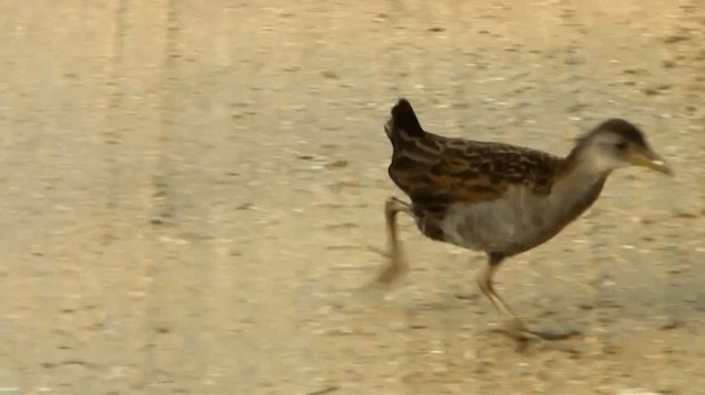 Ash-throated Crake - ML200904391