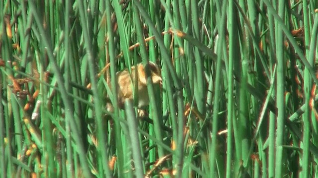 Aquatic Warbler - ML200904471