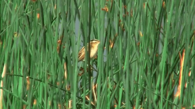 Aquatic Warbler - ML200904561