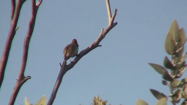 Tawny-crowned Honeyeater - ML200904791