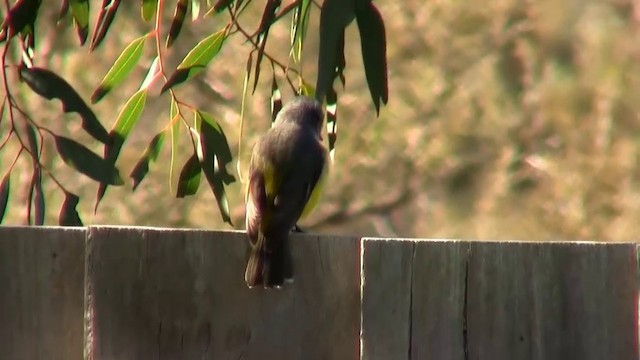 Western Yellow Robin - ML200904861