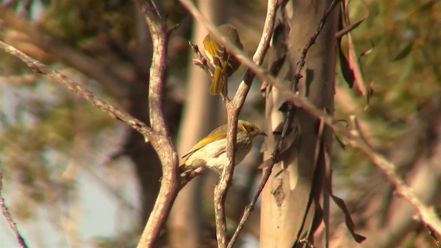 Yellow-plumed Honeyeater - ML200904881