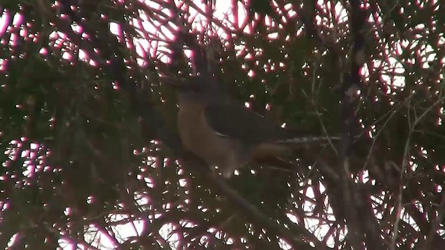 Fan-tailed Cuckoo - ML200904921