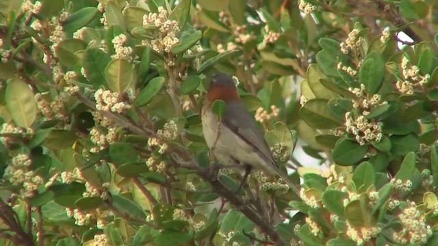 ニシキリハシミツスイ - ML200904961