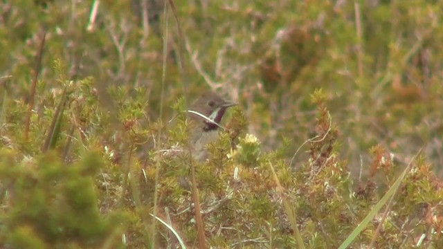 Черногорлая птица-бич (nigrogularis/oberon) - ML200904971